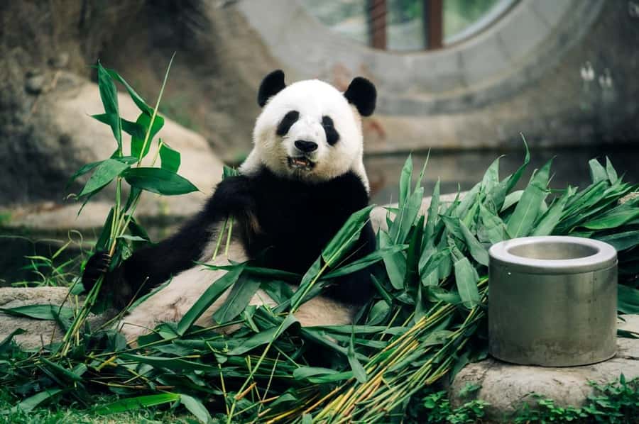 Hong Kong: Ocean Park Entry Ticket - Small animals and conservation messages