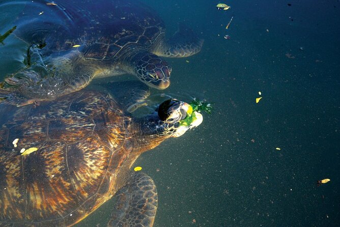Horse Ride + Swimming with Turtles in Aquarium at Nungwi Beach - Private Transport and Pickup Details