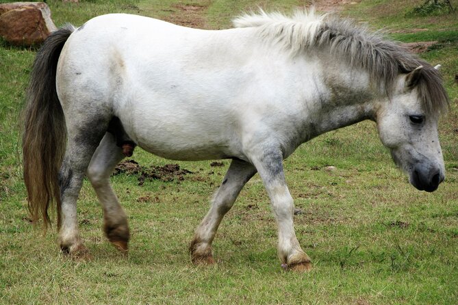 Horse Ride + Swimming with Turtles in Aquarium at Nungwi Beach - Is $150 a Fair Price?