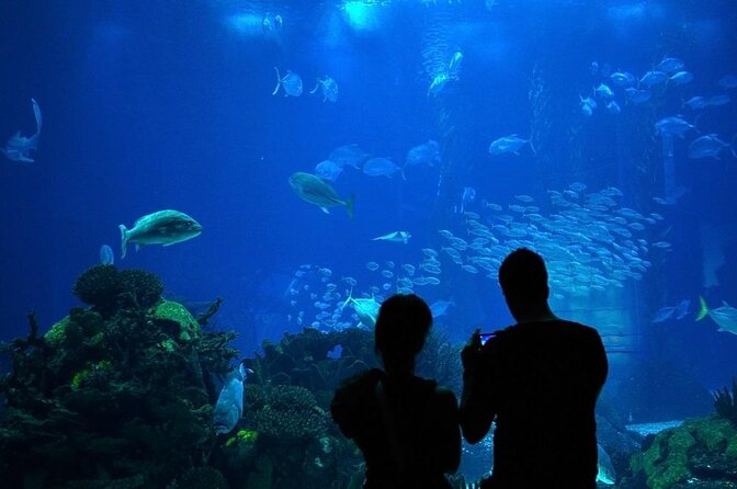 Houston City Tour and Downtown Aquarium All Rides Pass - Key points to know before booking