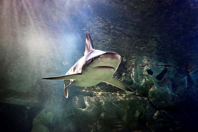 Hunstanton SEA LIFE Sanctuary General Admission Ticket - Key points to know before you go