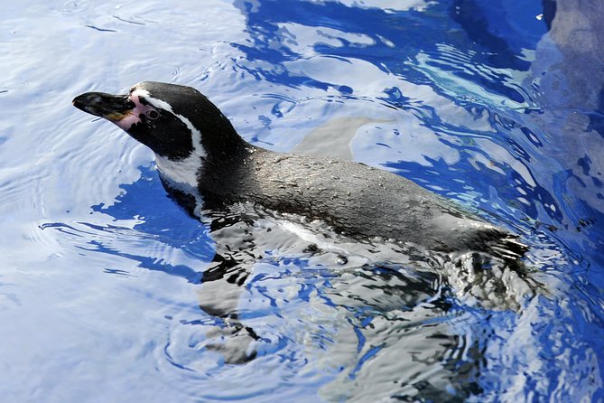 Hunstanton SEA LIFE Sanctuary General Admission Ticket - Why the Seal Rescue Centre gives this aquarium purpose