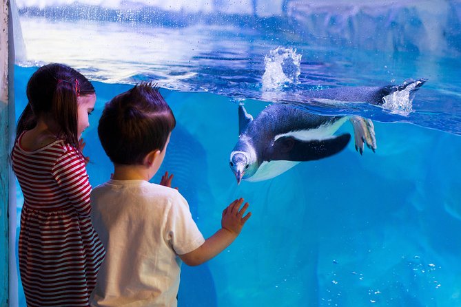 Hunstanton SEA LIFE Sanctuary General Admission Ticket - The Ocean Tunnel puts the largest displays at the centre