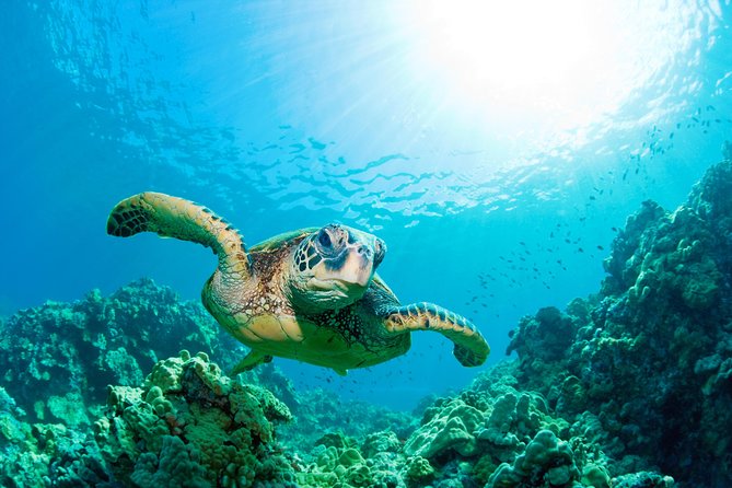 Hunstanton SEA LIFE Sanctuary General Admission Ticket - Amazonia Rivers adds piranhas, reptiles, and humid air