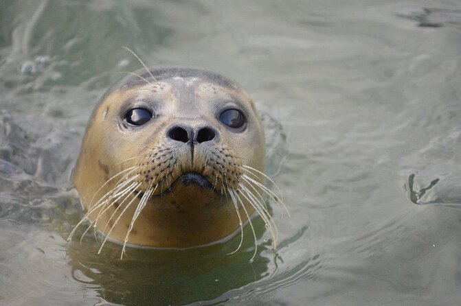 Hunstanton SEA LIFE Sanctuary General Admission Ticket - Otter River is small, lively, and easy to enjoy
