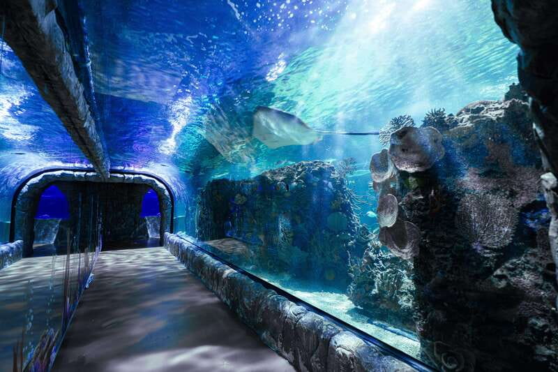 Inbursa Aquarium Entry Ticket with VR Option - Why the Interactive Aquarium matters