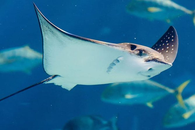 Istanbul Aquarium and Aqua Florya Independent Shopping Trip - Aqua Florya gives the outing a second purpose