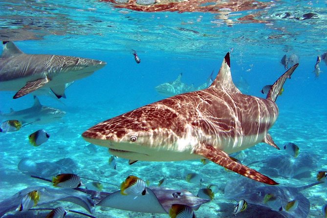 Istanbul Aquarium and Aqua Florya Independent Shopping Trip - Transport is the main convenience