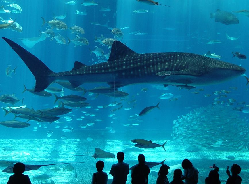 Istanbul Aquarium and Aqua Florya Shopping Mall Tour - Key points to know before you go