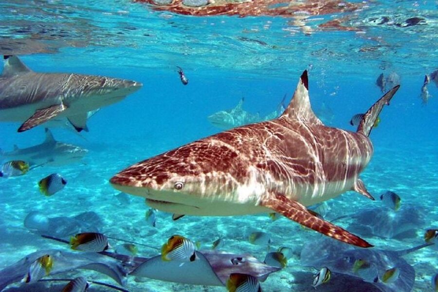 Istanbul Aquarium and Aqua Florya Shopping Mall Tour - Who will get the most from this outing