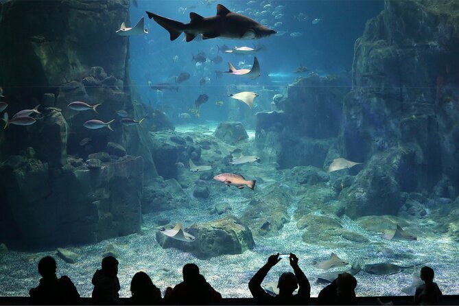 Istanbul Aquarium and Shopping Tour with Hotel Transfers - Reaching Florya without the transport headache