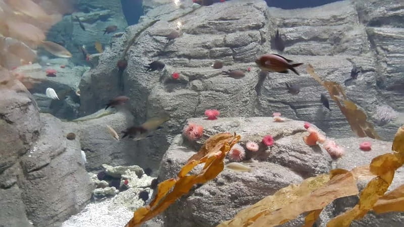 Istanbul: Aquarium Ticket and Round Trip Shuttle from Taksim - Key points to know before booking