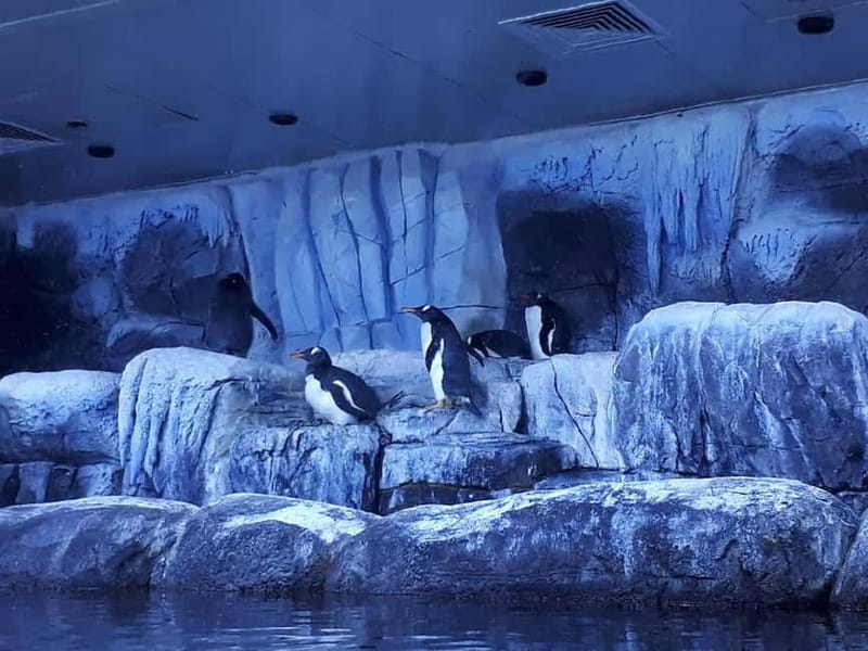 Istanbul: Aquarium Ticket and Round Trip Shuttle from Taksim - From Taksim Square to the aquarium