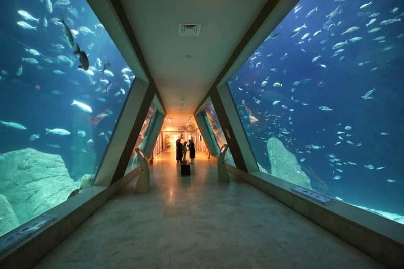 Istanbul: Aquarium Ticket and Round Trip Shuttle from Taksim - A trip from the Black Sea to the Pacific