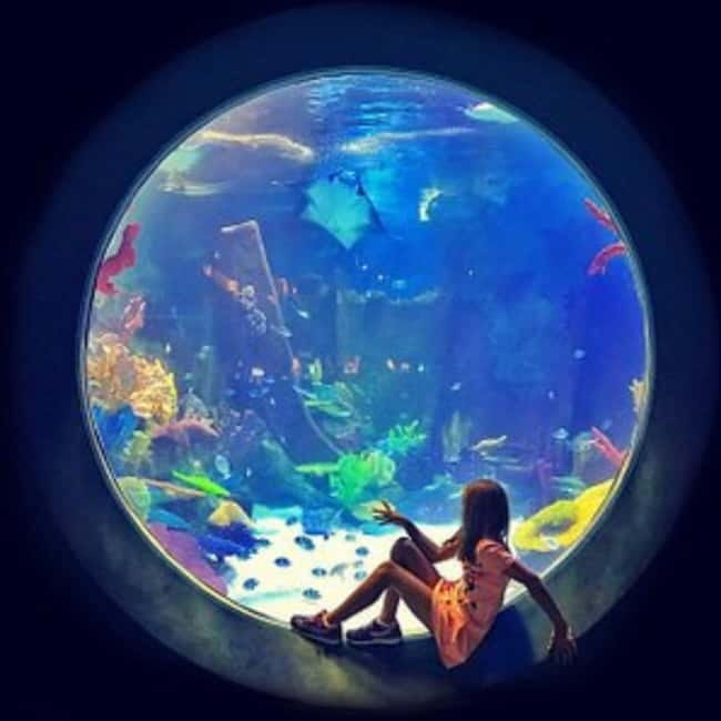 Istanbul: Aquarium Ticket with Shuttle Bus from Sultanahmet - How long you should plan to stay
