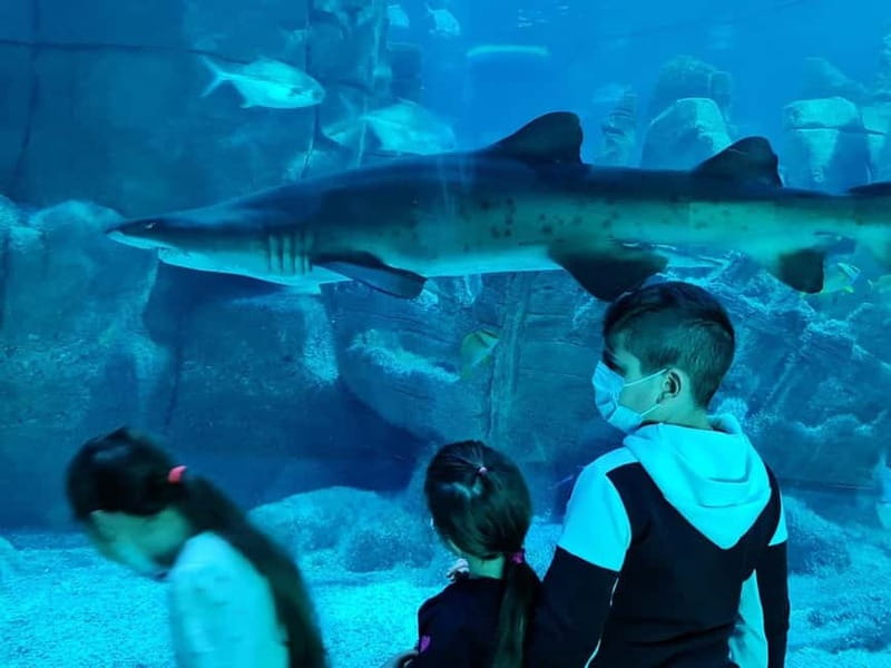 Istanbul: Aquarium Ticket with Shuttle Bus from Sultanahmet - Is the $31 price good value?