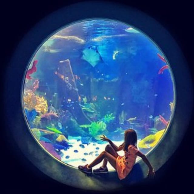 Istanbul: Aquarium Ticket with Shuttle Bus from Sultanahmet - Who will enjoy this outing most