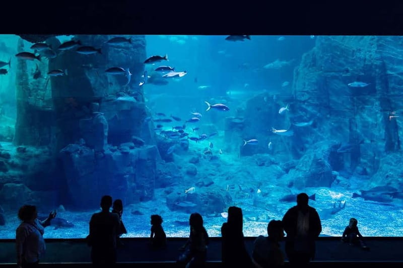 Istanbul: Aquarium Ticket with Shuttle Bus from Sultanahmet - Starting from Sultanahmet Square
