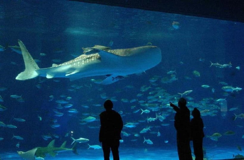 Kagoshima Aquarium Admission Ticket - The whale shark tank sets the tone