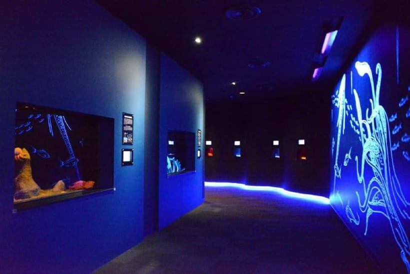 Kagoshima Aquarium Admission Ticket - Dolphin performances bring a livelier break