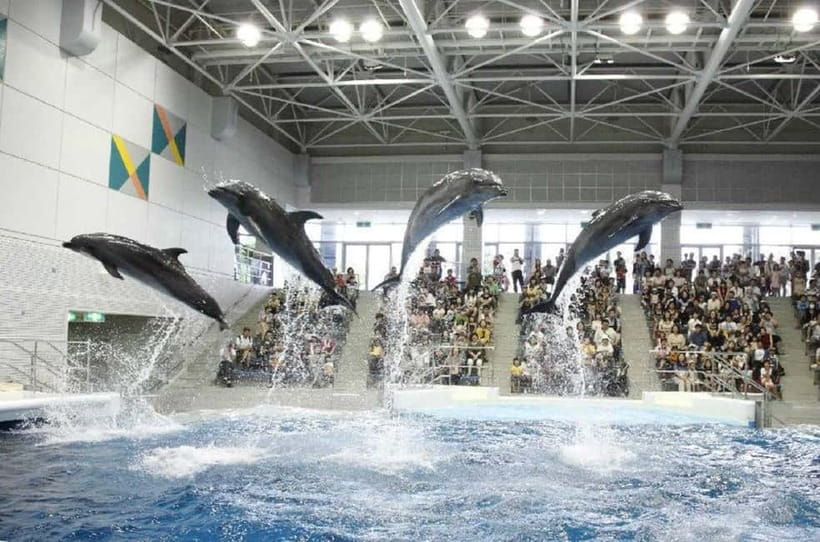 Kagoshima Aquarium Admission Ticket - Touch pools give children a reason to slow down