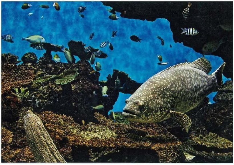 Kagoshima Aquarium Admission Ticket - Is $13 good value for one day?