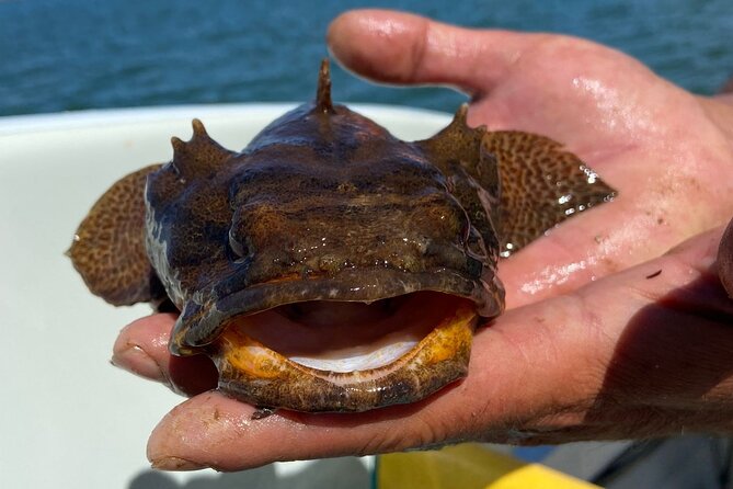 Kayak Tours with Amazing Caves, sea life and Marine Biologist . - Learning about sea life, geology, and fishing