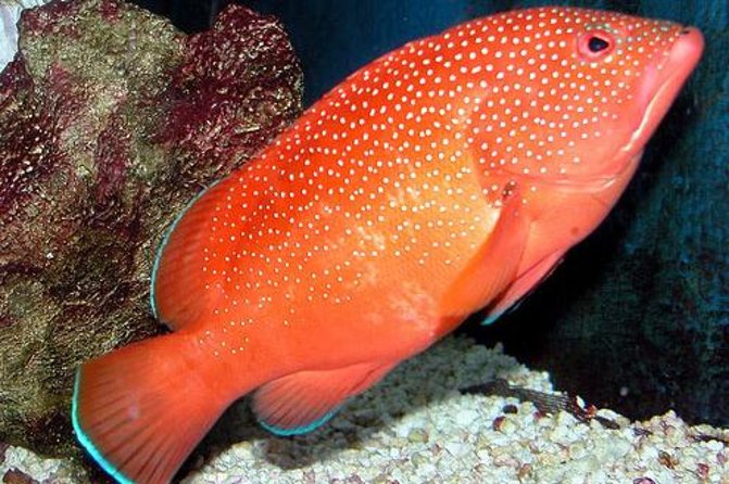 Key West Aquarium Admission - Start at the Touch Tank