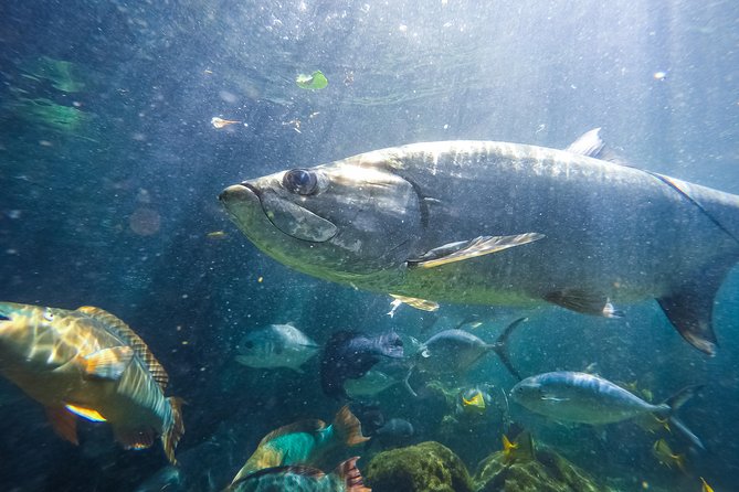 Key West Aquarium Admission - How long to stay and what the ticket is worth