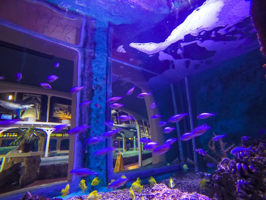 Key West Aquarium Tickets - Plan around the shark and sea turtle feedings