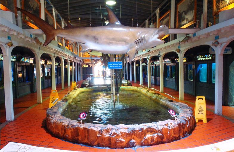 Key West Aquarium Tickets - See the Atlantic Shores mangrove exhibit