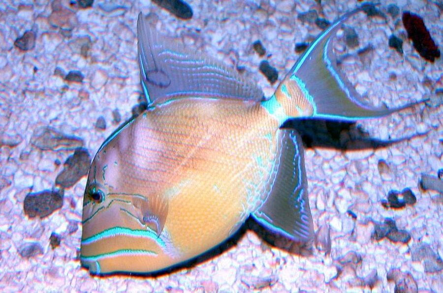 Key West Aquarium Tickets - Spend time at the 50,000-gallon tank