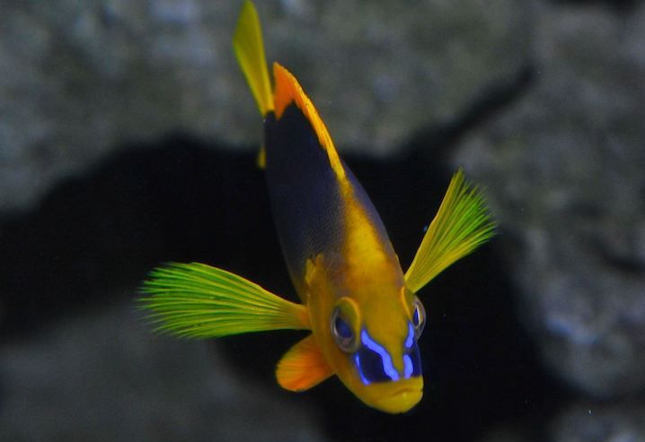 Key West Aquarium Tickets - Build a practical one-day visit