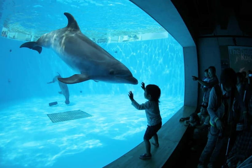 Kujukushima: Aquarium Umikirara Admission Ticket - Key points to know before you go