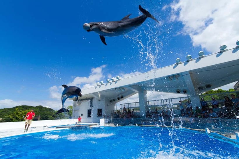 Kujukushima: Aquarium Umikirara Admission Ticket - Watch dolphins and learn what the tricks mean