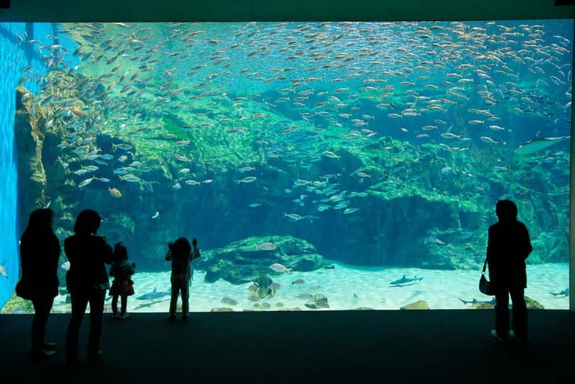 Kujukushima: Aquarium Umikirara Admission Ticket - Discover jellyfish, crabs, and shellfish
