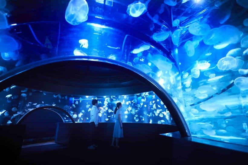 Kyoto Aquarium Admission Ticket - What makes Kyoto Aquarium different from a standard aquarium