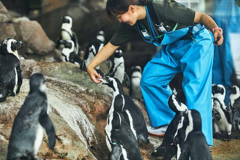 Kyoto Aquarium Admission Ticket - Penguins reward patient watching