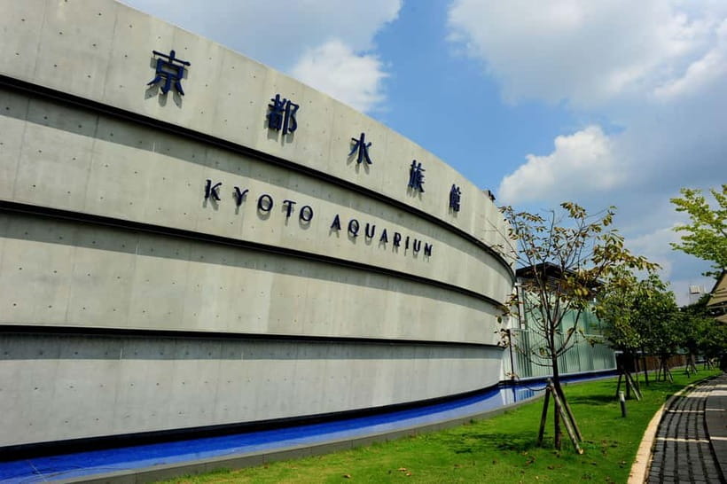 Kyoto Aquarium Admission Ticket - Why the giant salamanders are worth your time