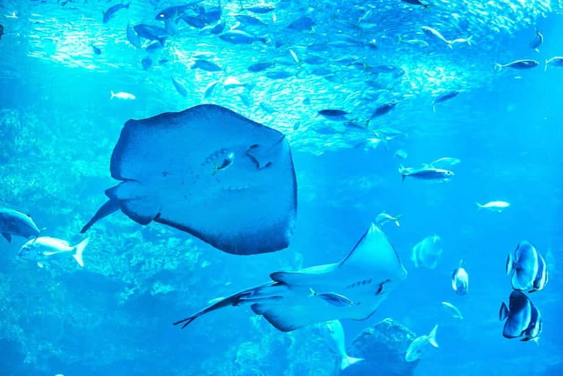 Kyoto Aquarium Admission Ticket - Jellyfish, seals, and the value of staying longer