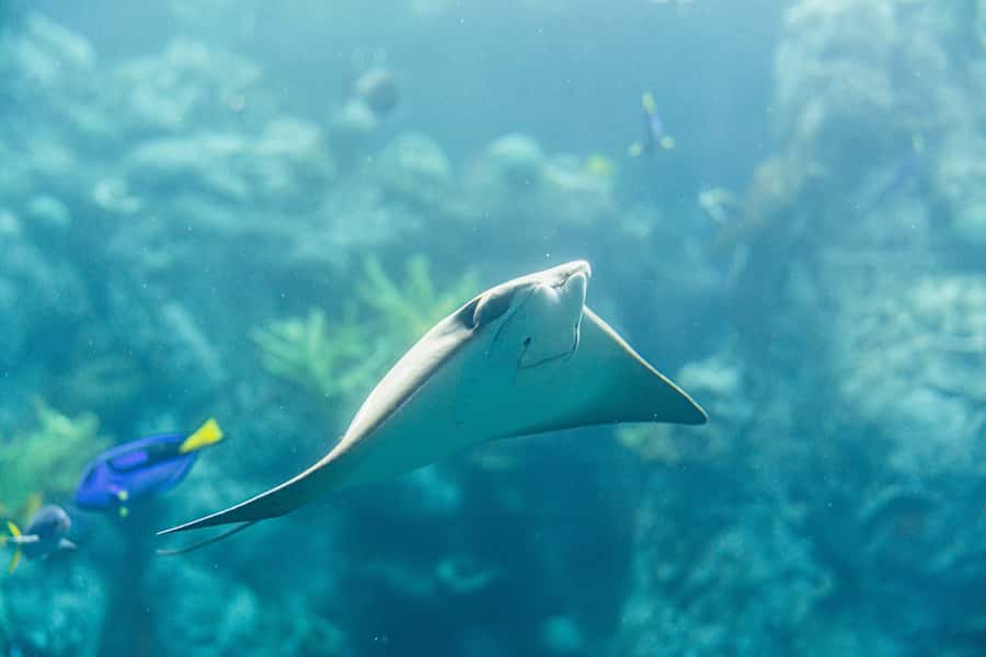 LA: Aquarium of the Pacific Skip-the-Line Entry - Key things to know before you go