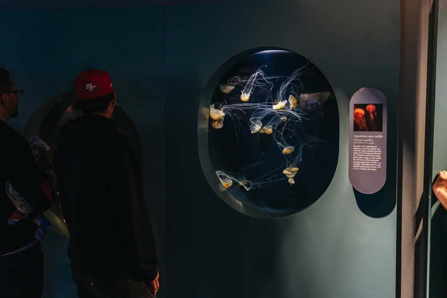 LA: Aquarium of the Pacific Skip-the-Line Entry - Pacific Visions adds a short theater experience