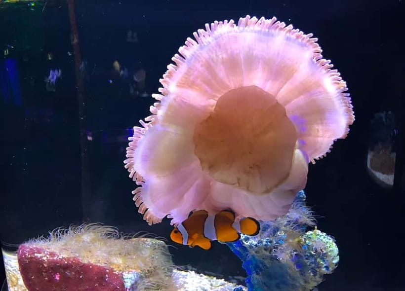 Langkawi: Underwater World Langkawi Entry Ticket - The Marine Life Zone Starts with the Classic Aquarium Favorites