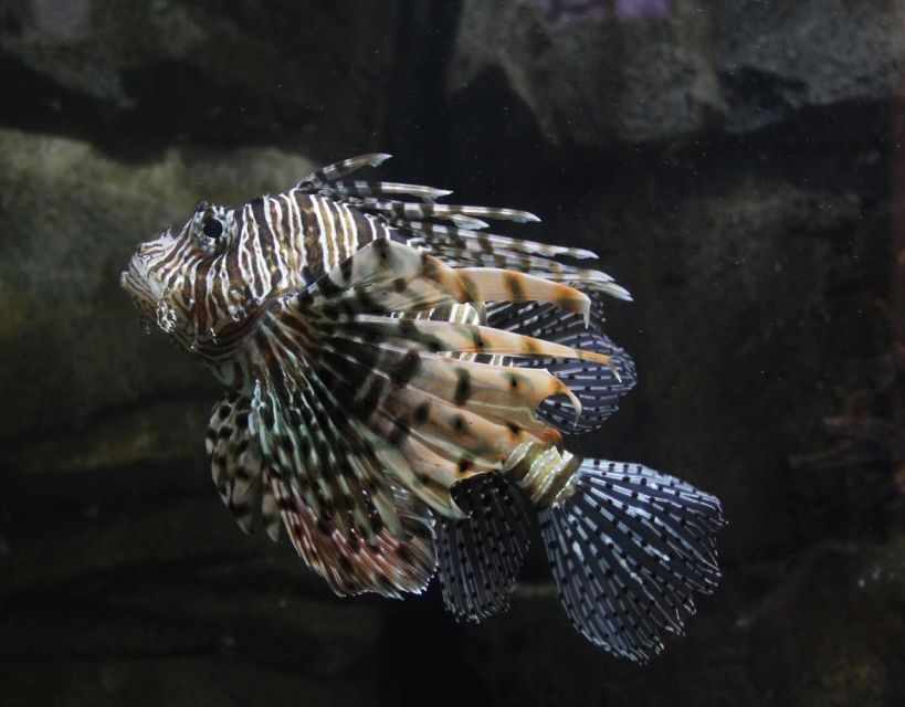 Langkawi: Underwater World Langkawi Entry Ticket - Who Will Enjoy This Aquarium Most
