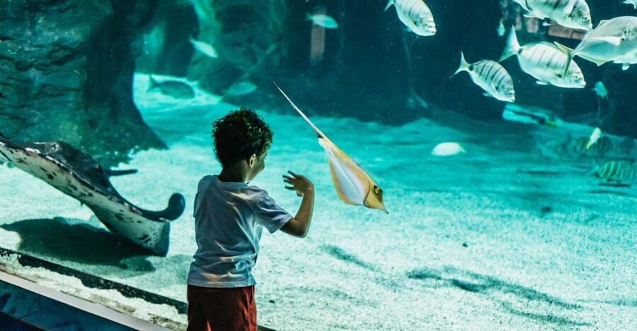 Lanzarote: Aquarium Entry Ticket - What you actually see inside the 33 aquariums