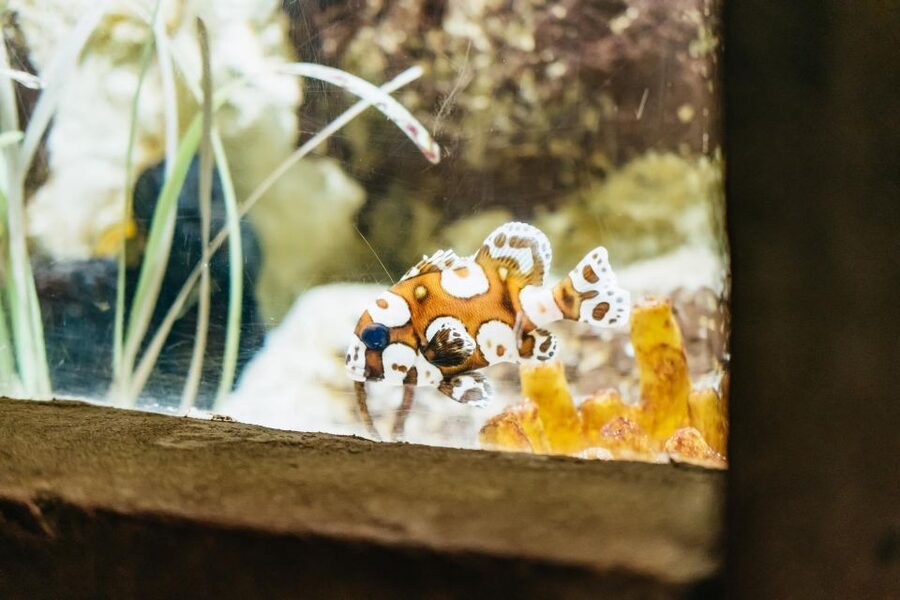 Lanzarote: Aquarium Entry Ticket - What makes the $18 ticket good value?