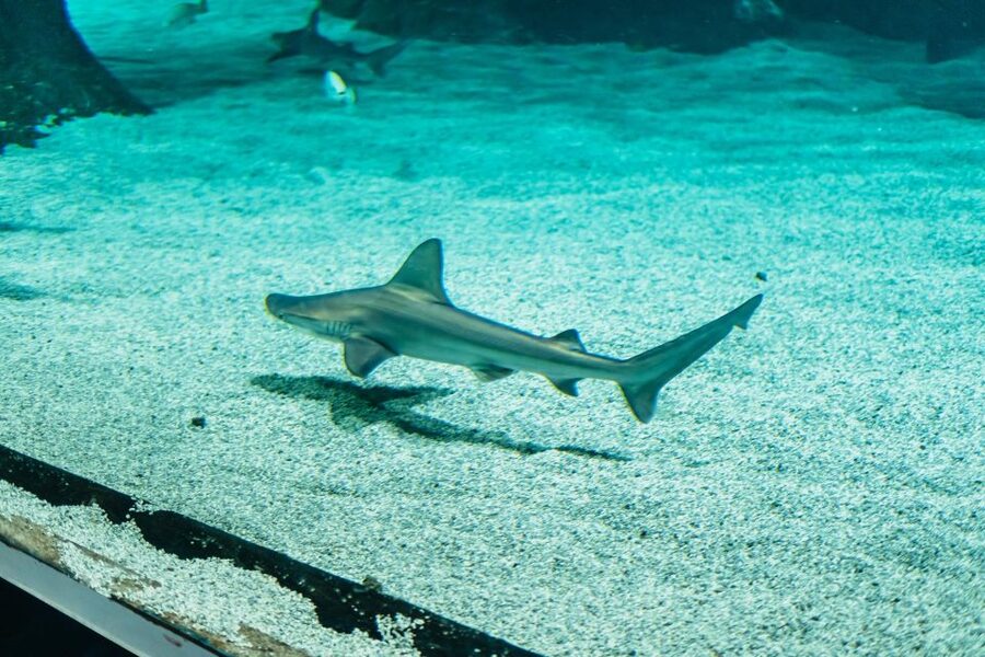 Lanzarote: Aquarium Entry Ticket - Getting there and planning the visit