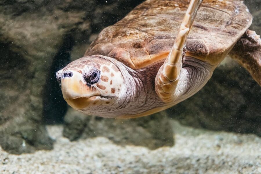 Lanzarote: Aquarium Entry Ticket - Who will enjoy it most?
