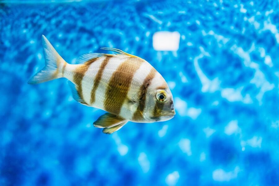 Lanzarote: Aquarium Entry Ticket - The shark tunnel and open sea displays