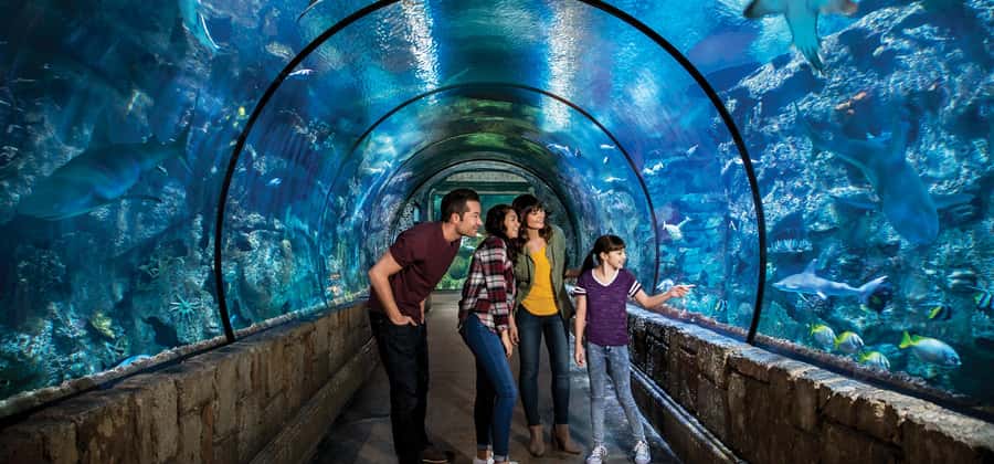 Las Vegas: Shark Reef Aquarium Entry Ticket - Key points to know before you go